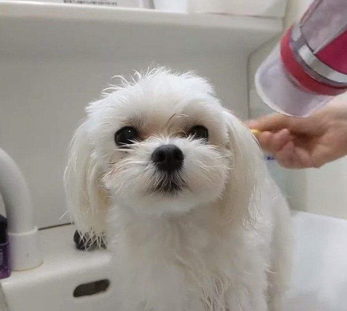 朝シャンする犬