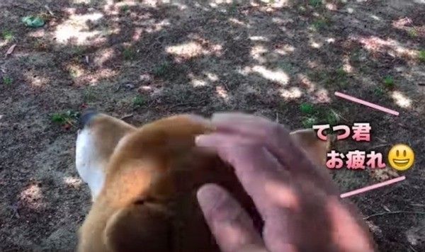 柴犬