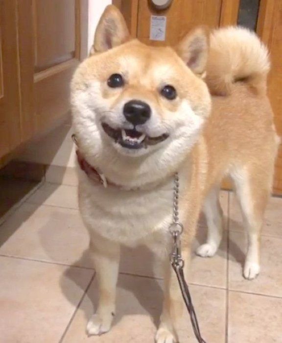 ウインクする豆柴