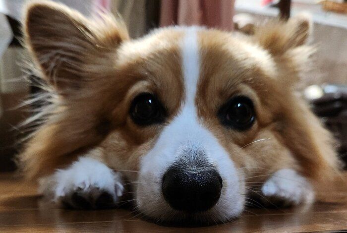 遊んでほしくて待っているゆきちゃん