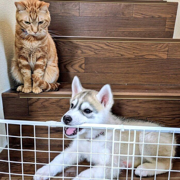 子犬時代のテラちゃん