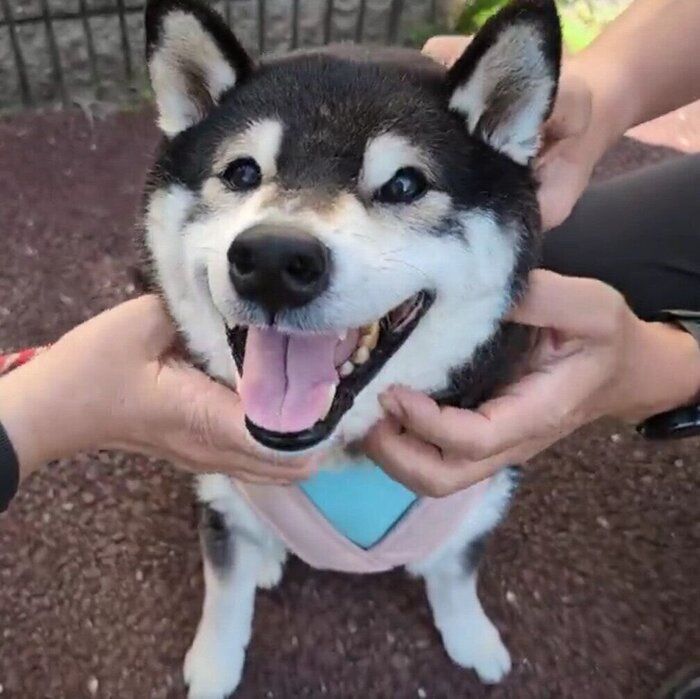 なでられて笑顔になる春吉くん