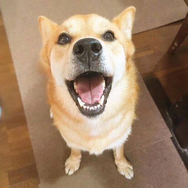 笑顔の福くん