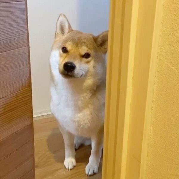 飼い主さんを散歩に誘うユクちゃん
