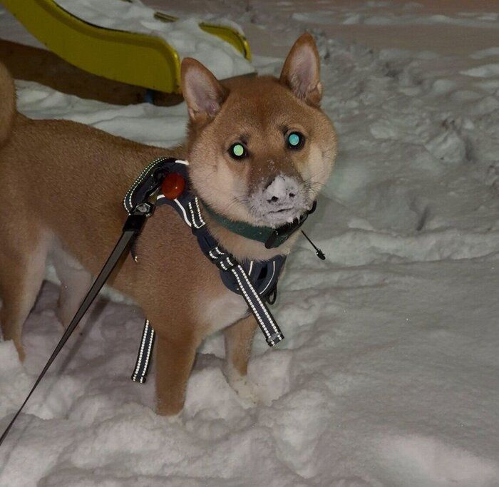 雪の中を散歩するこてつくん