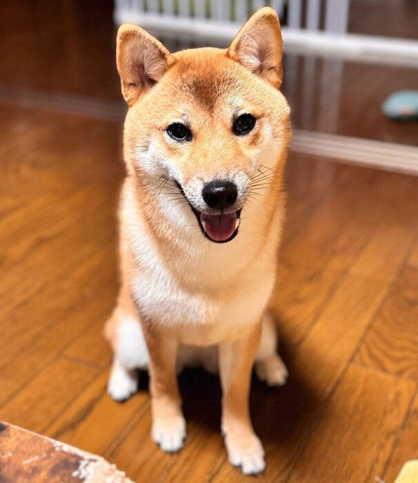 ニコッとするうめちゃん