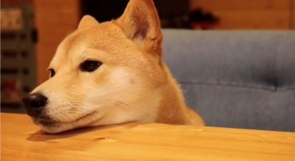 柴犬のぷんちゃん