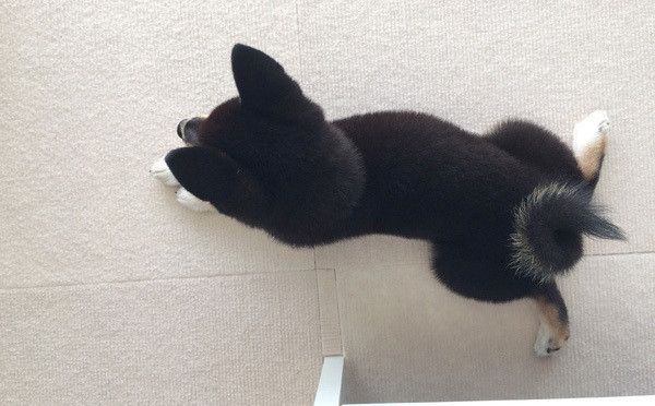 遊ぶ柴犬