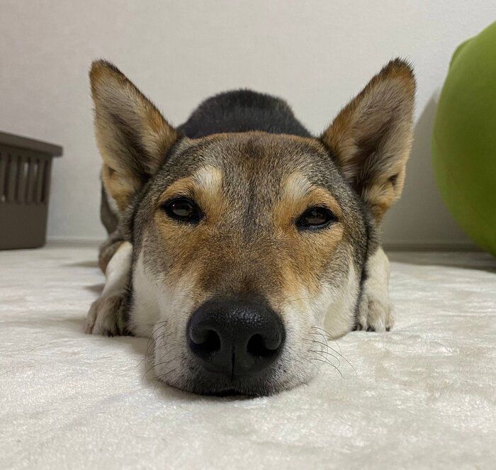 今にも触れそうなお鼻がかわいい