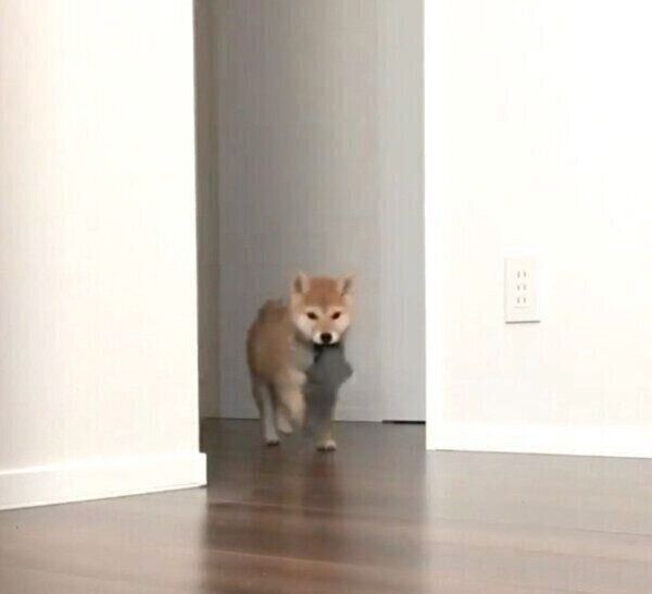 靴下をくわえて走る味噌ちゃん