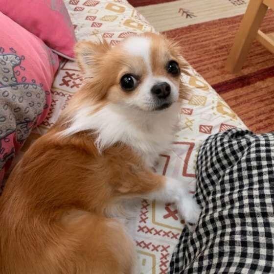 チワワ1