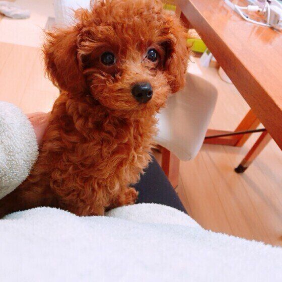 犬が飼い主さんのひざの上にのる理由 ひざのり犬 の癒し画像つき いぬのきもちweb Magazine