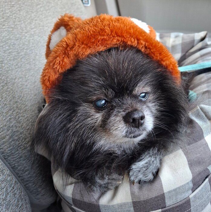 フワモコの帽子をかぶるどん吉くん