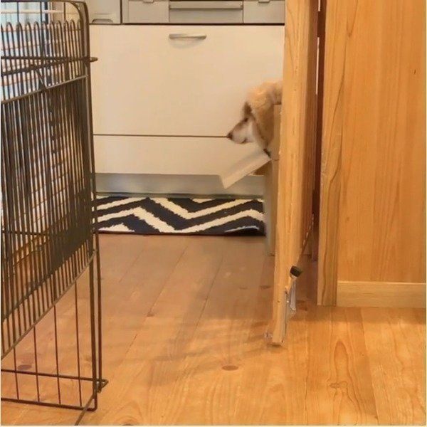 柴犬