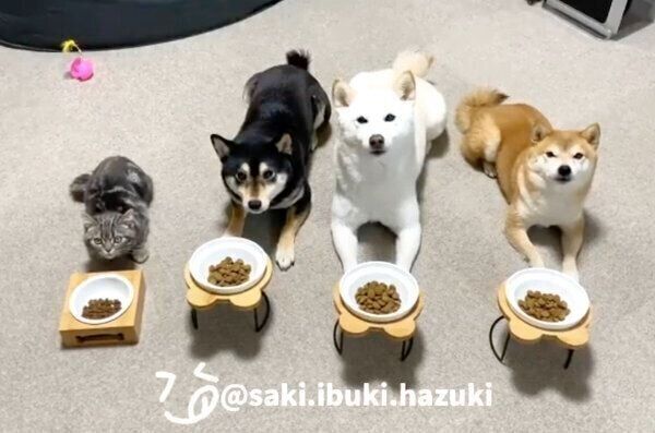 ごはんタイムで待てをするキキくん、いぶきちゃん、さきちゃん、はづきくん