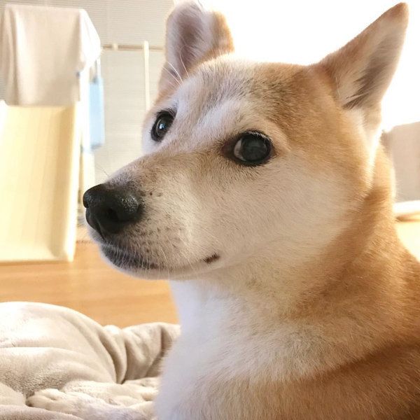 柴犬のリリコちゃん