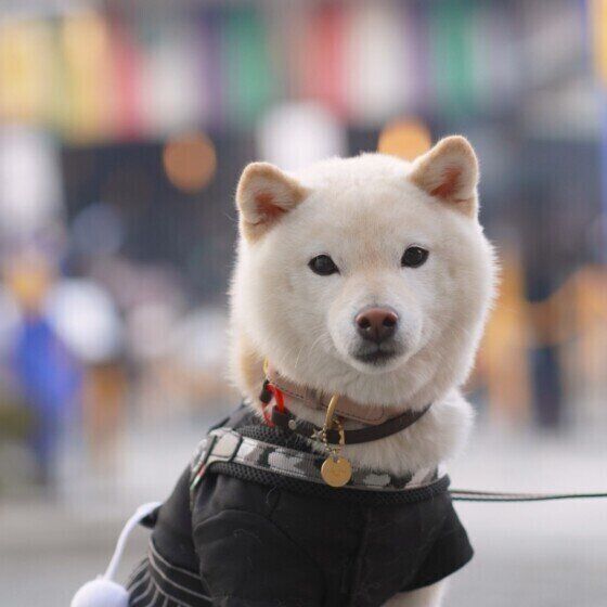 柴
