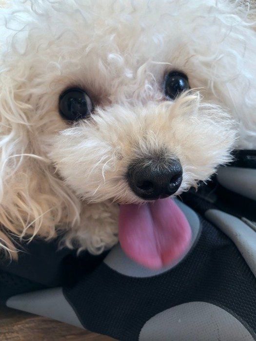 人気犬種ランキング第1位:トイ・プードル