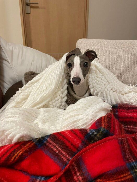 ���ۤˤ⤰�븤