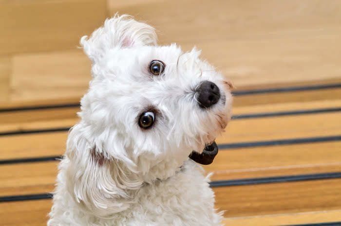 白い犬
