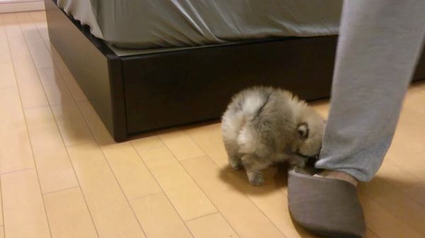 足にしがみつくポメラニアン