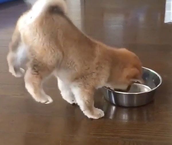 ごはんを食べる柴犬