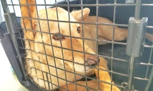 キャリーケースに入るおこめちゃん