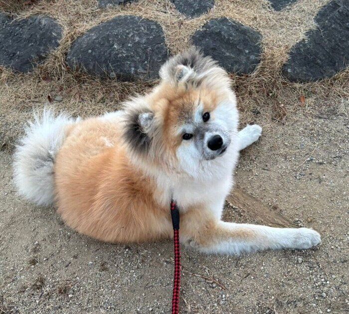 生後9カ月になったちゃちゃみちゃん