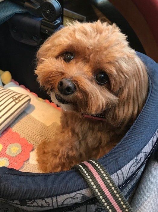 ミックス犬