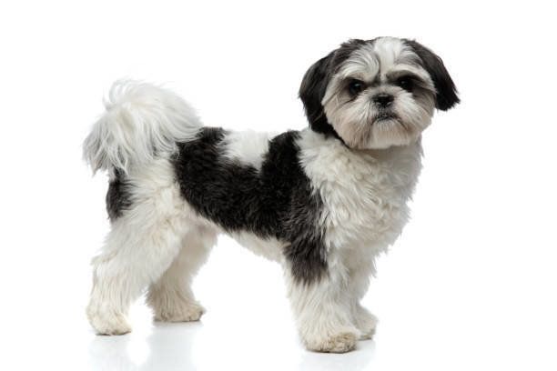 シーズー犬ページです♡ resized_bf4bc7bf-89b8-4b15-