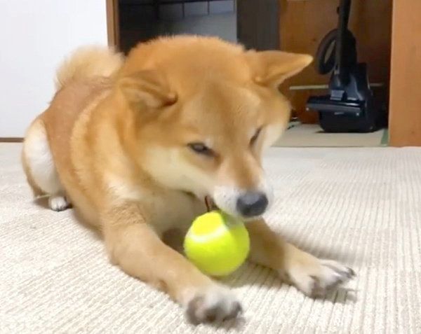 お手手をバンバンする福くん