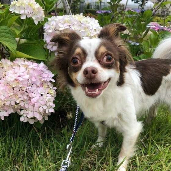 チワワ