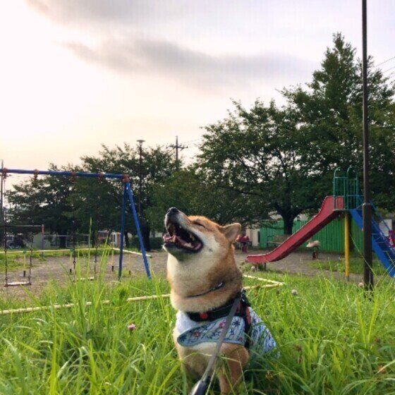 柴犬のナナちゃん