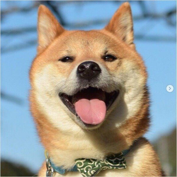 布団を持ってきてくれる柴犬