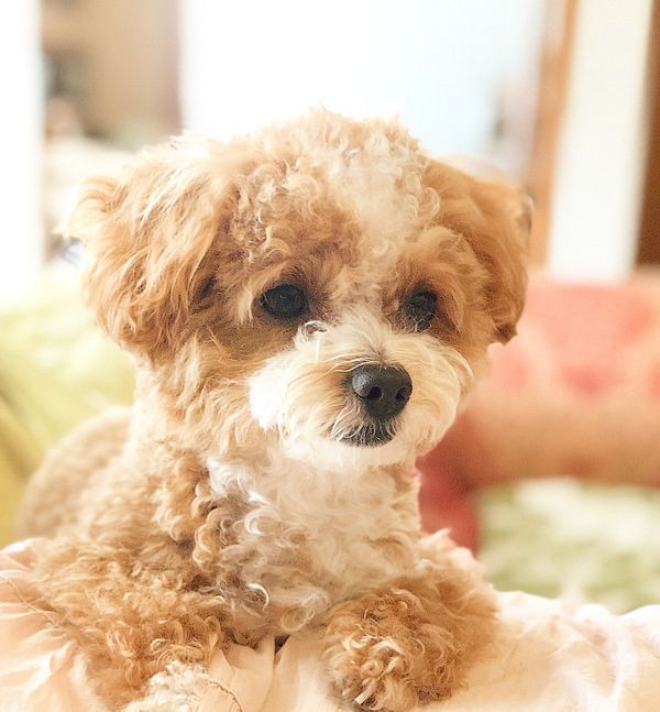 ベッドでぐっすり寝る犬
