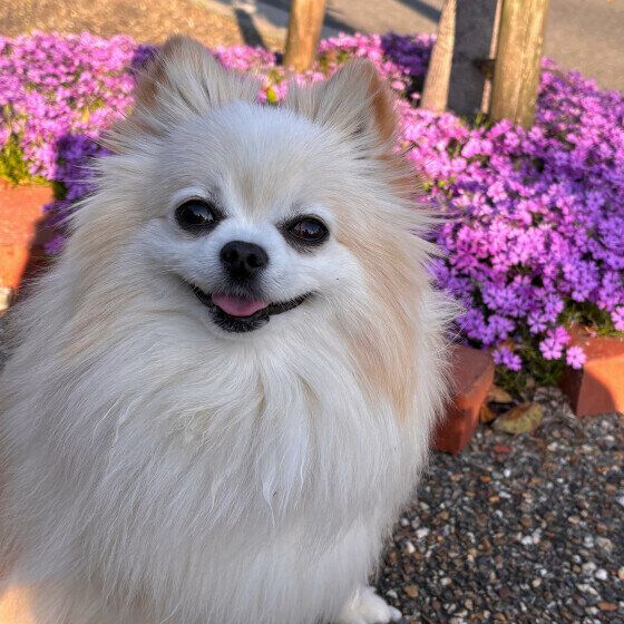 満開の芝桜と笑顔のワンちゃん