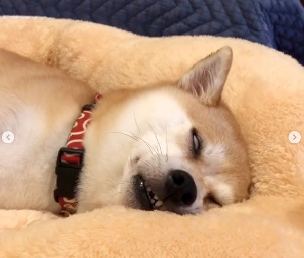 熟睡する柴犬