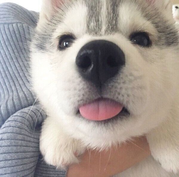 いろはちゃん