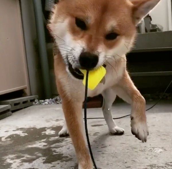 アヒルと格闘する柴犬