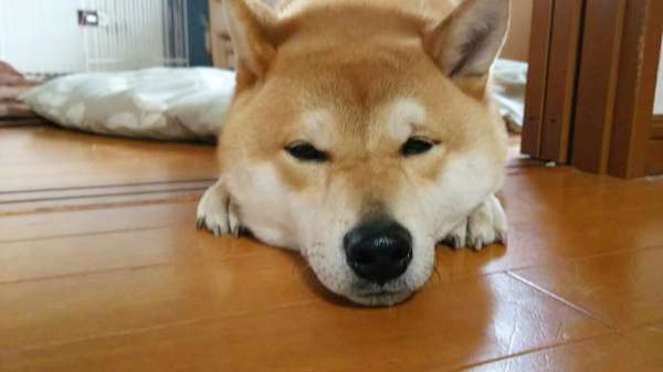 見つめる柴犬