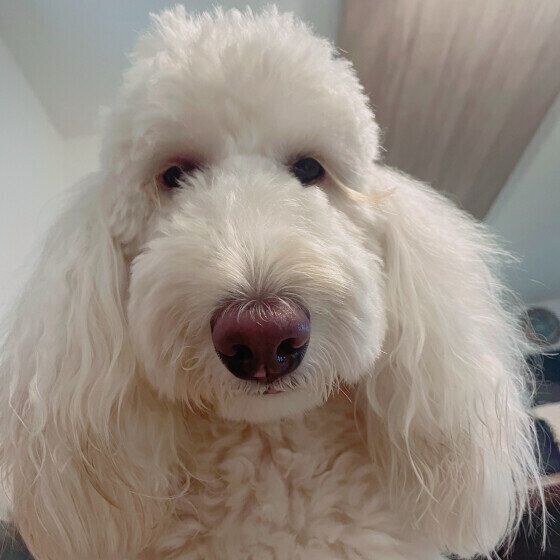 ドアップのワンちゃん
