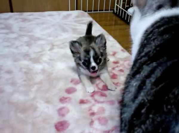 先輩猫
