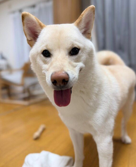 飼い主さんを遊びに誘うらてくん