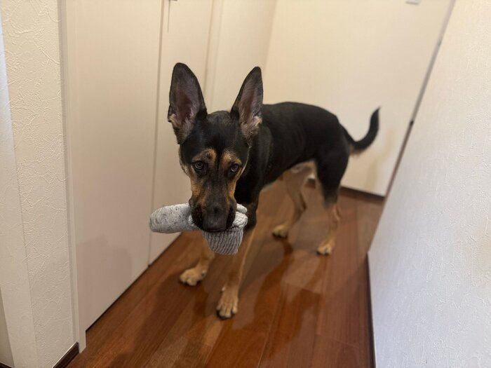 大好きな靴下をくわえる犬
