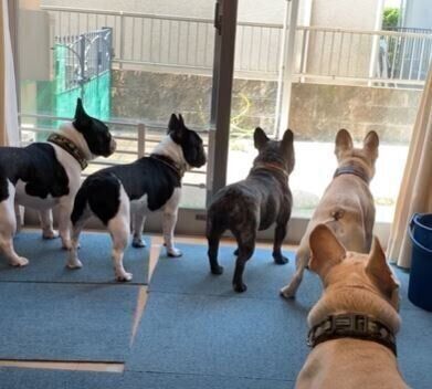 犬 フレンチブルドッグ