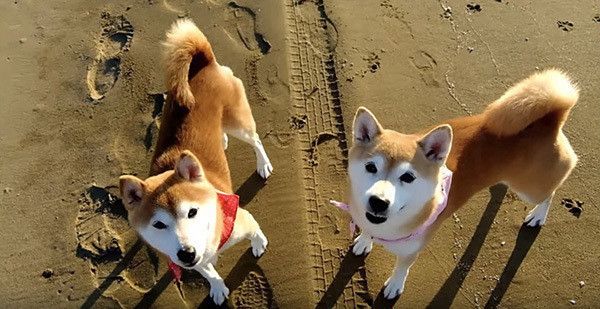 海辺を散歩する柴犬