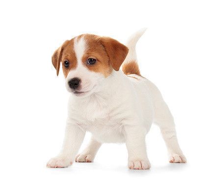 子犬