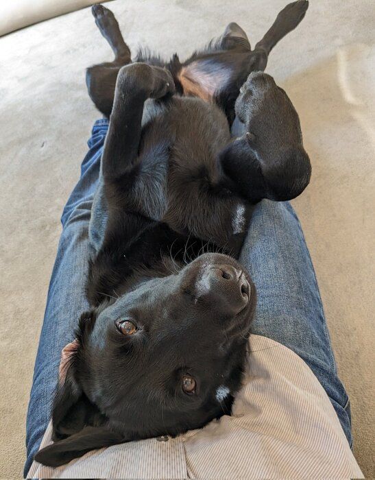 飼い主の出社前にかわいいポーズで“アピール”する愛犬　行動の心理を獣医師に聞いた