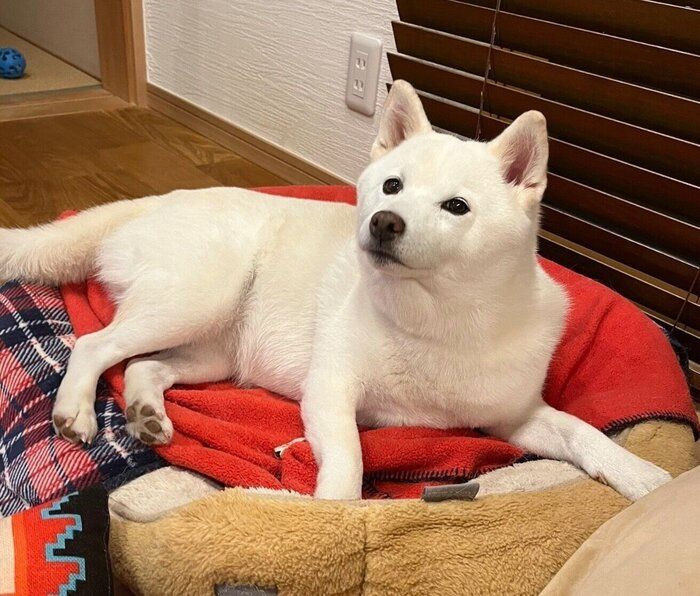 まったりする小豆ちゃん