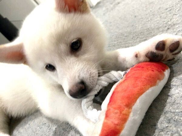おもちゃで遊ぶおこめくん